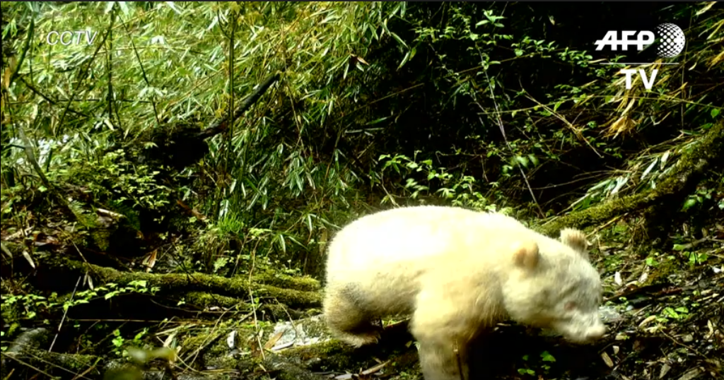 Descubren un oso panda albino en estado salvaje