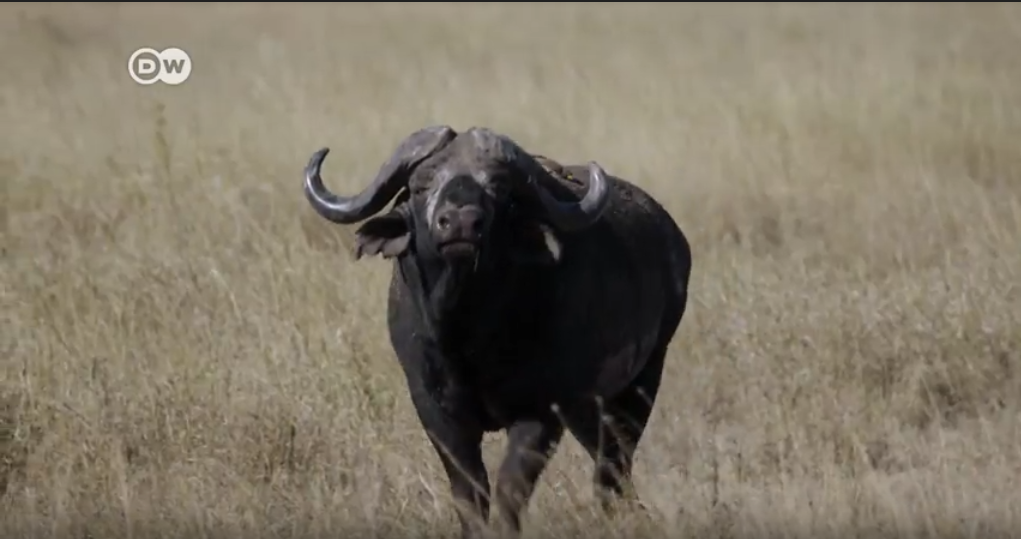 Turismo sustentable para proteger la vida de los animales salvajes