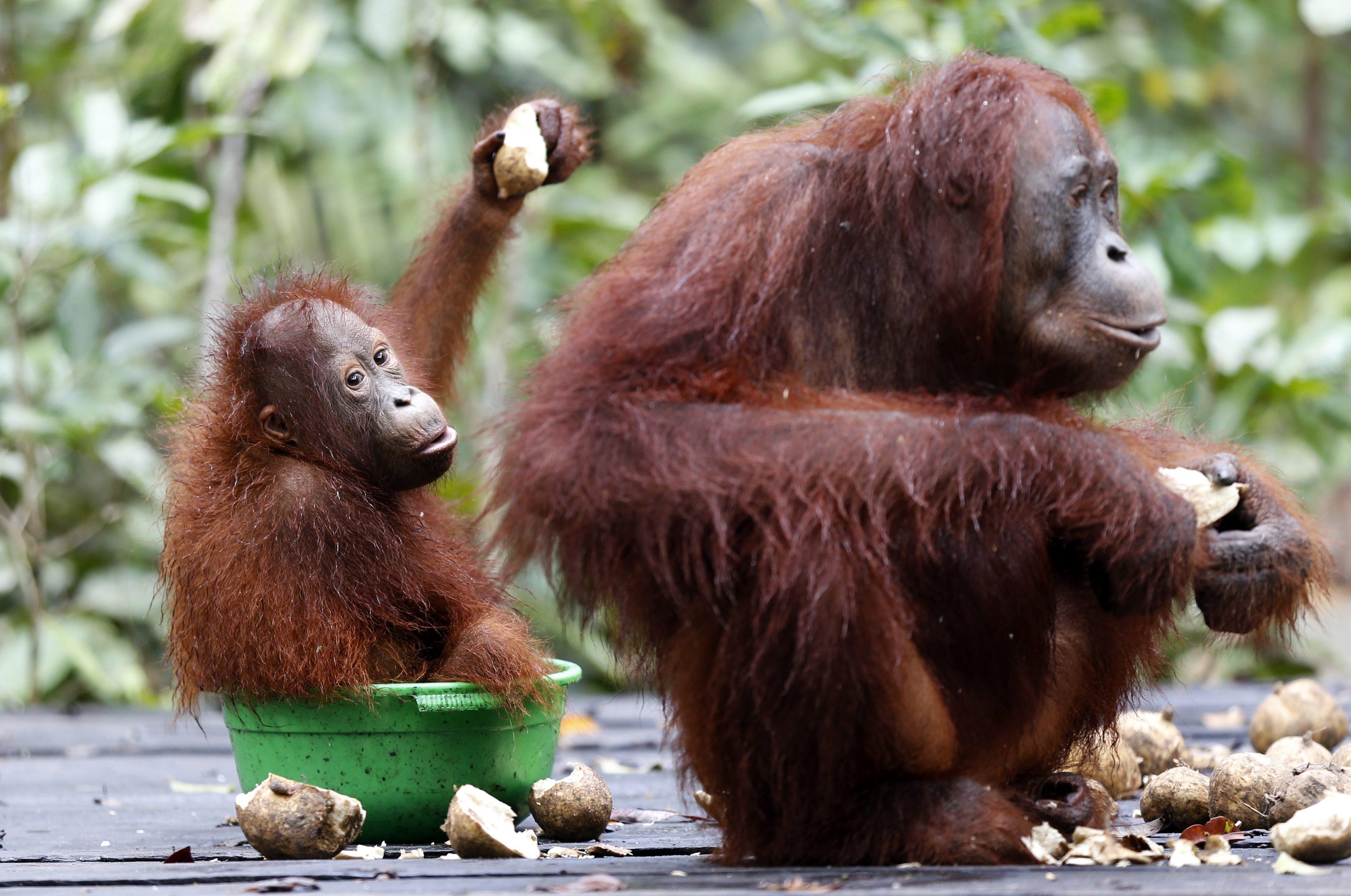 Plantaciones de palma afectan a las poblaciones de orangutanes