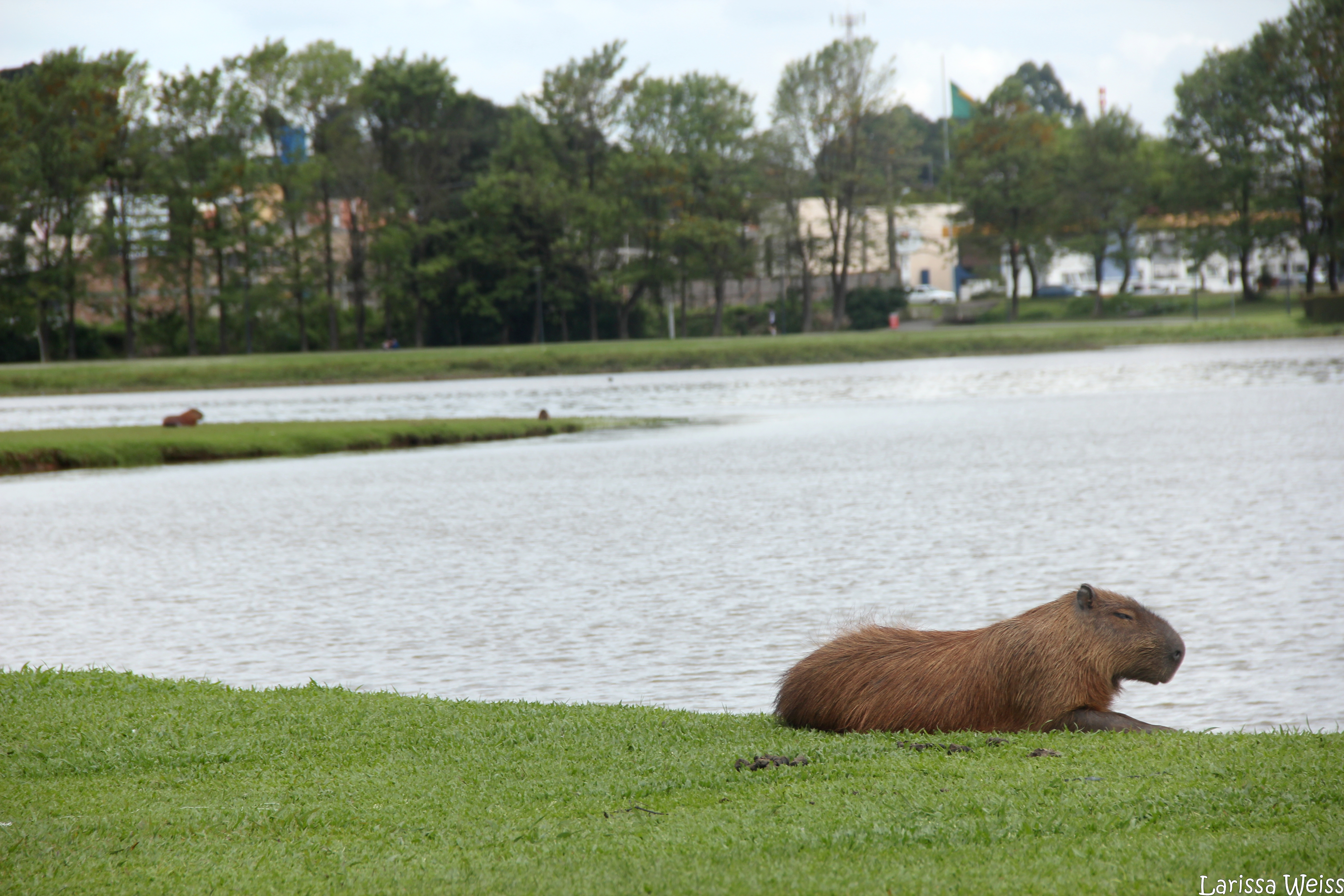 Centro de rehabilitación para animales salvajes