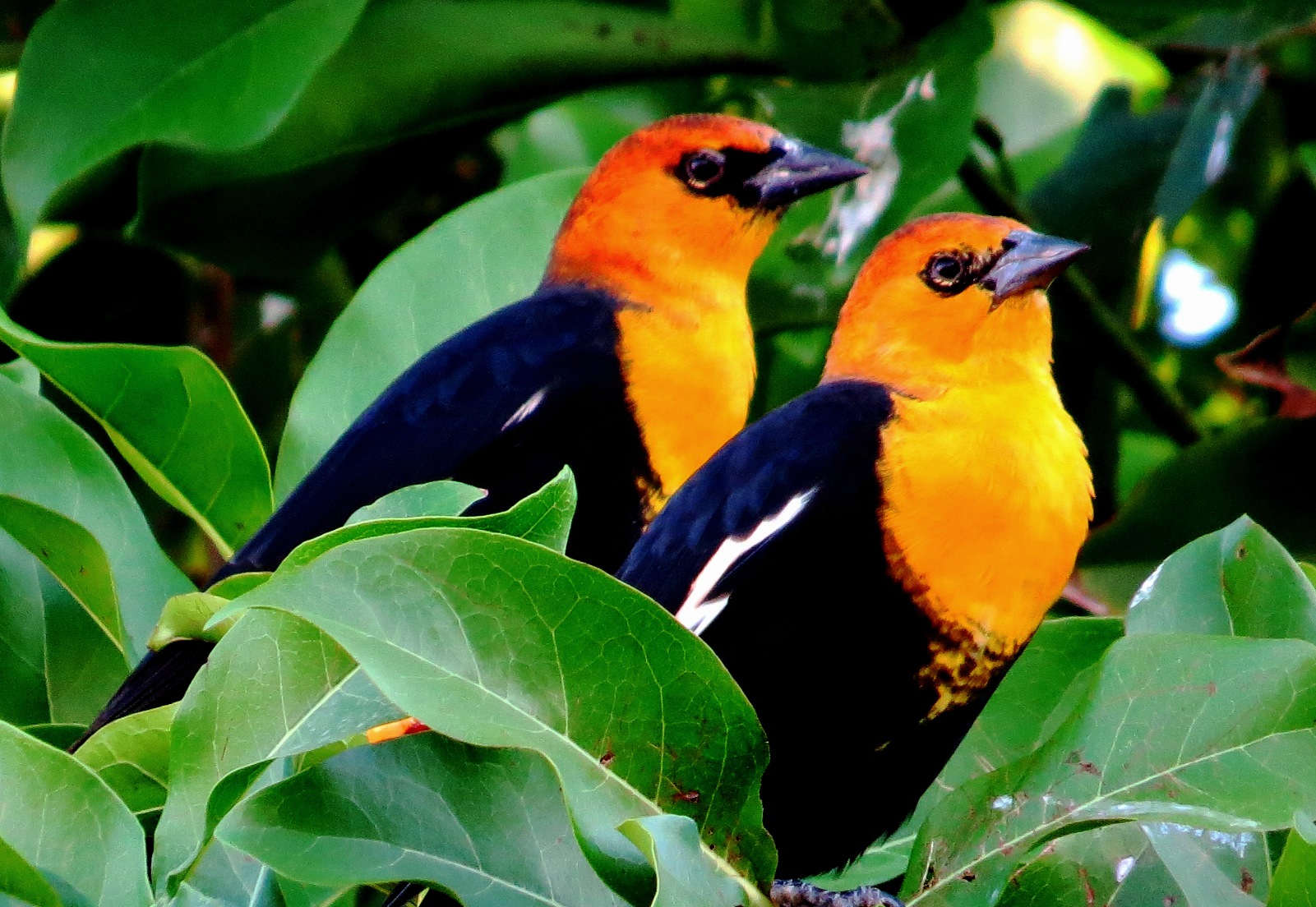 Destaca ONU papel de México en la conservación de especies