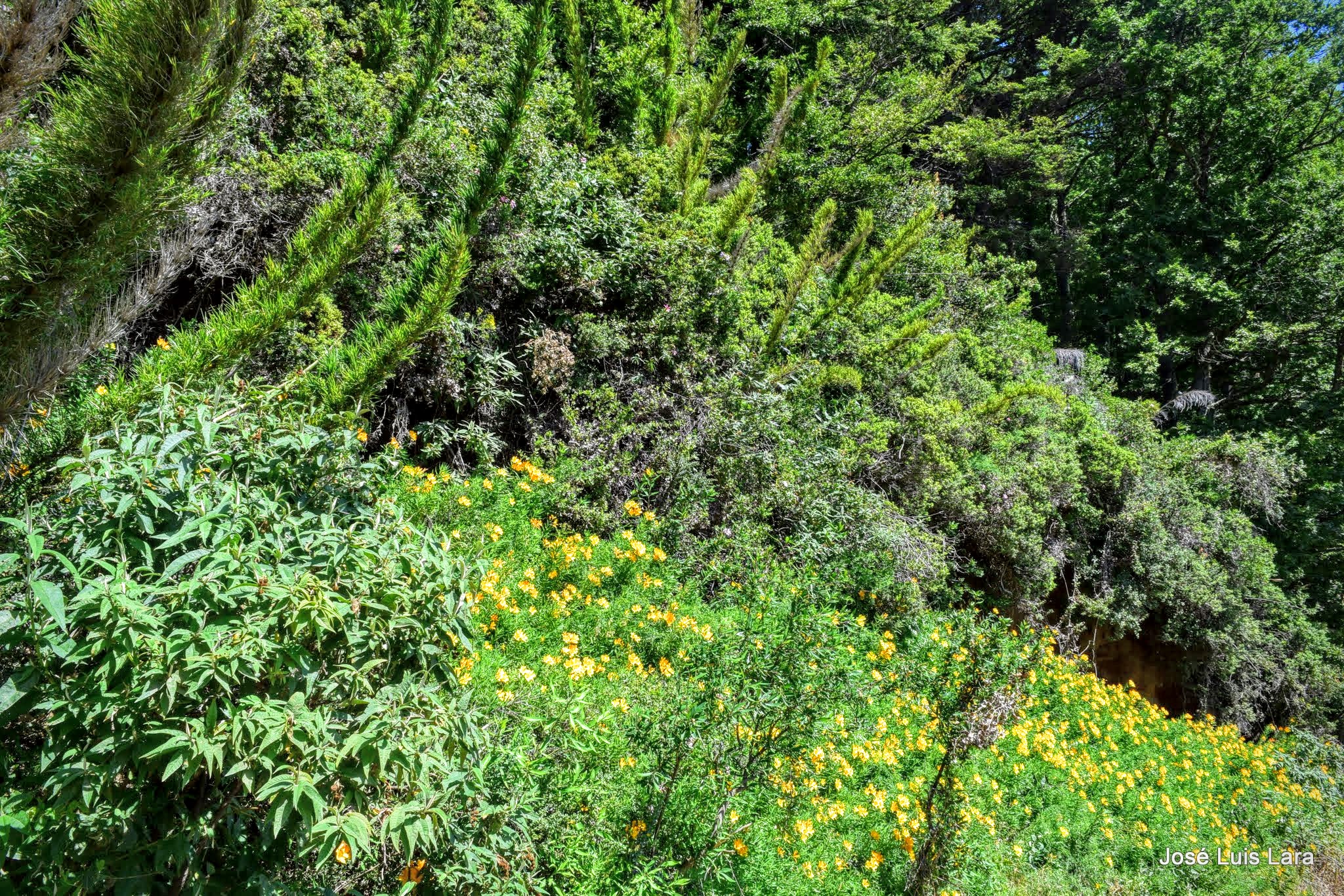 Presenta la Conafor ejes estratégicos de nueva política forestal