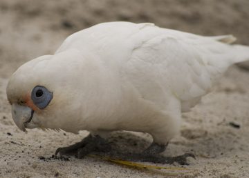 Indagan muerte de 60 aves en Australia, de posible especie protegida