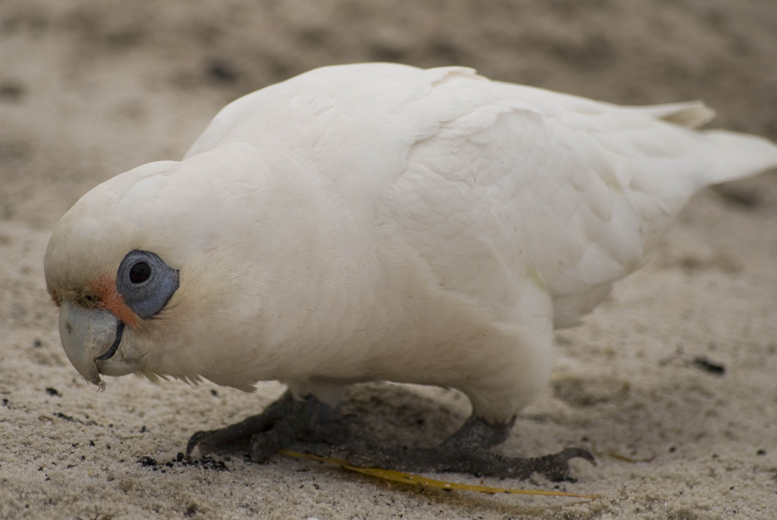 Indagan muerte de 60 aves en Australia, de posible especie protegida