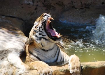 Víctimas del tráfico ilegal, descubren siete tigres cachorros congelados