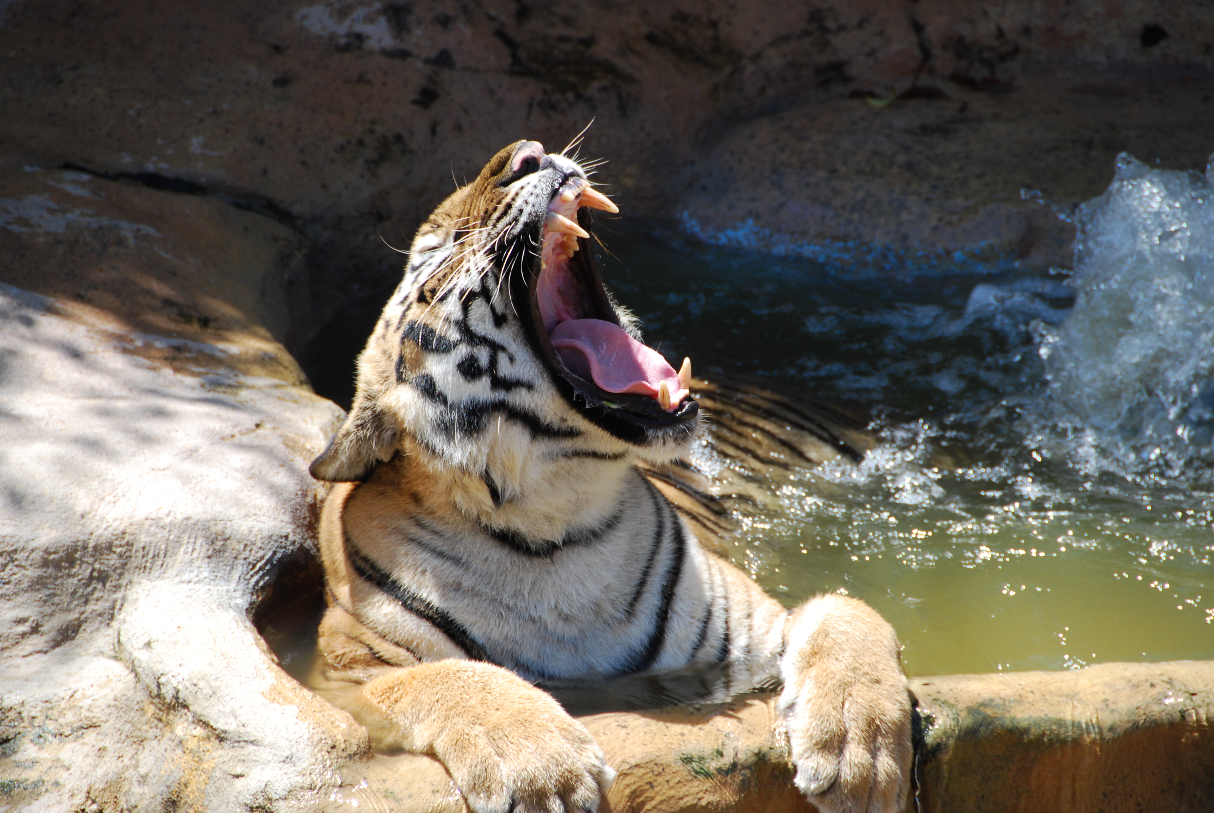 Víctimas del tráfico ilegal, descubren siete tigres cachorros congelados