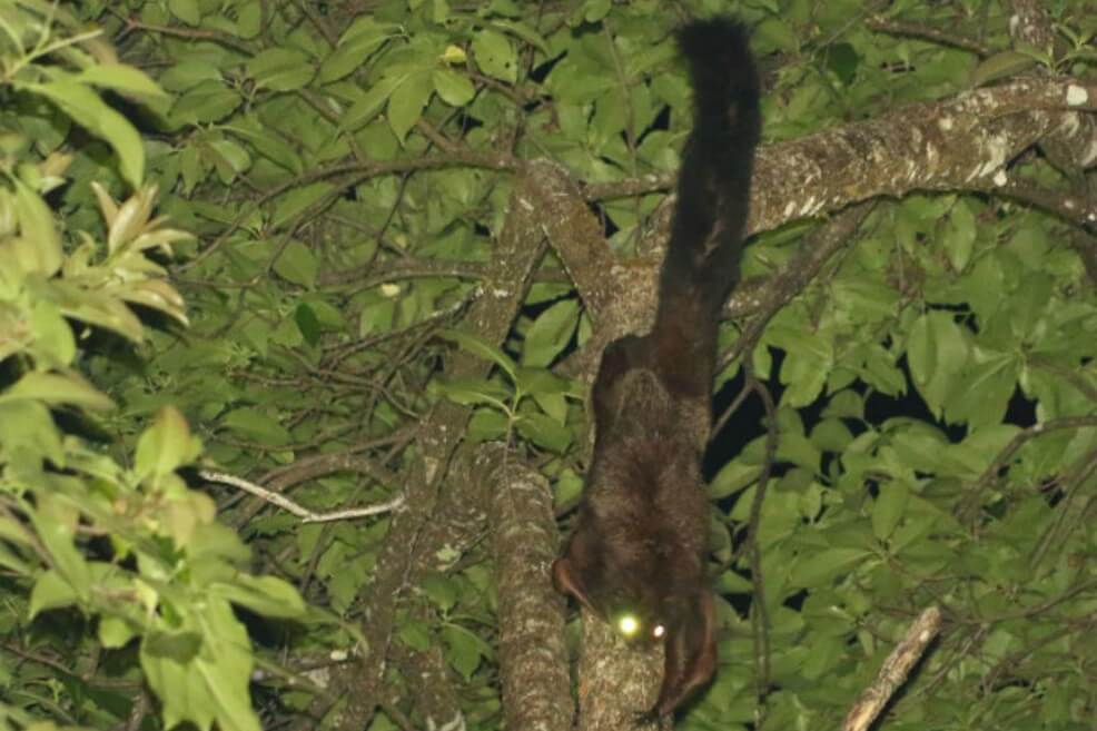 Descubren nueva especie de ardilla voladora en China