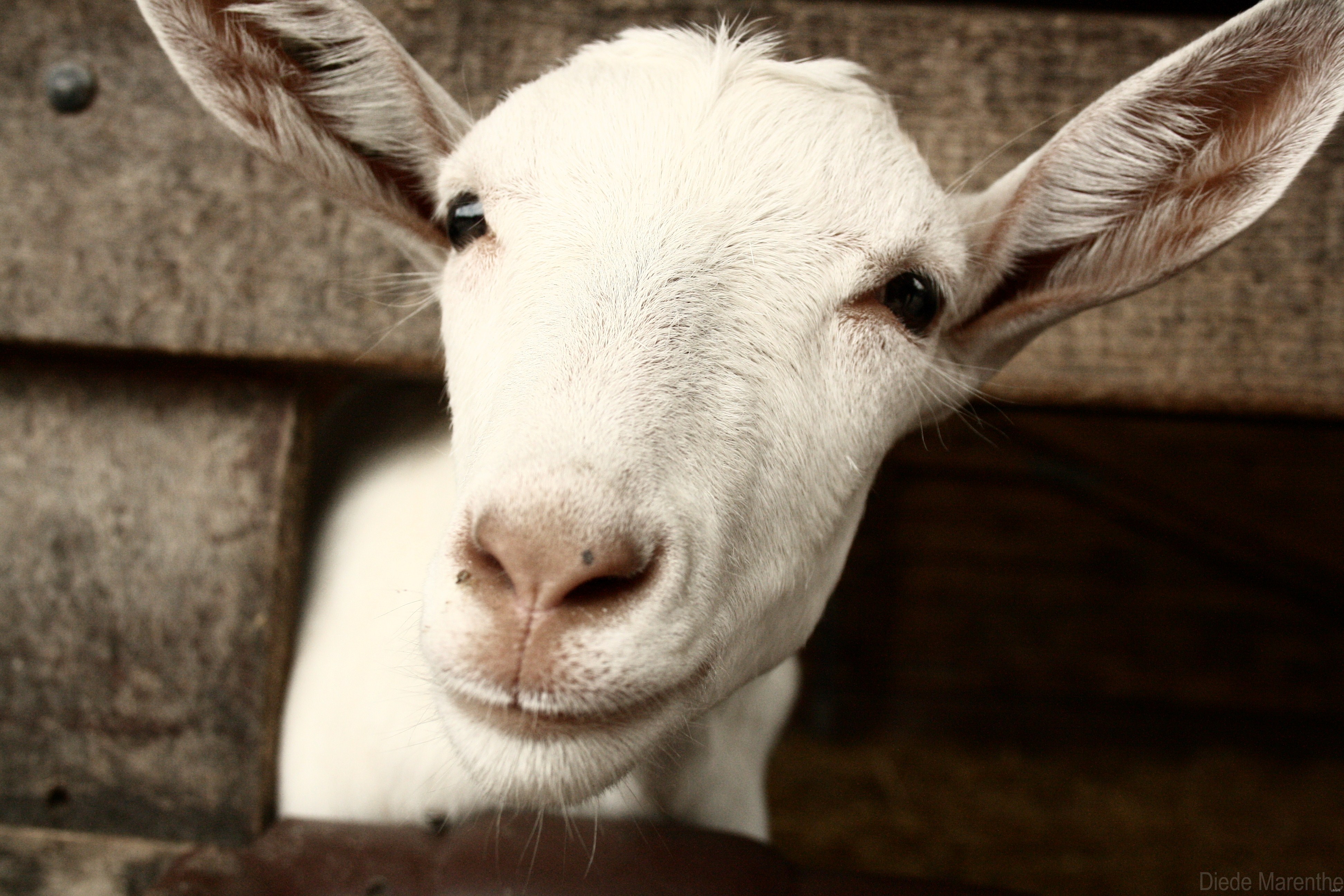 Las cabras pueden distinguir las emociones por los balidos de otras cabras