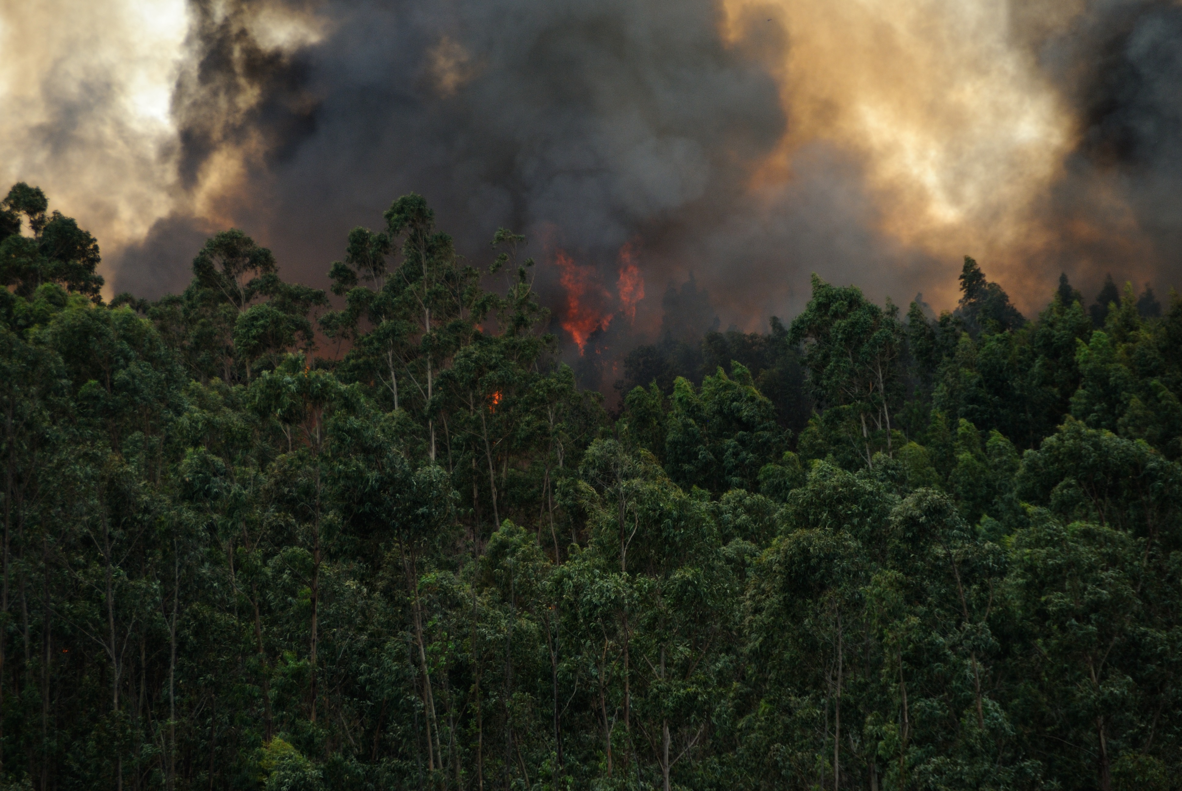 Quintana Roo es afectado por cuatro incendios forestales