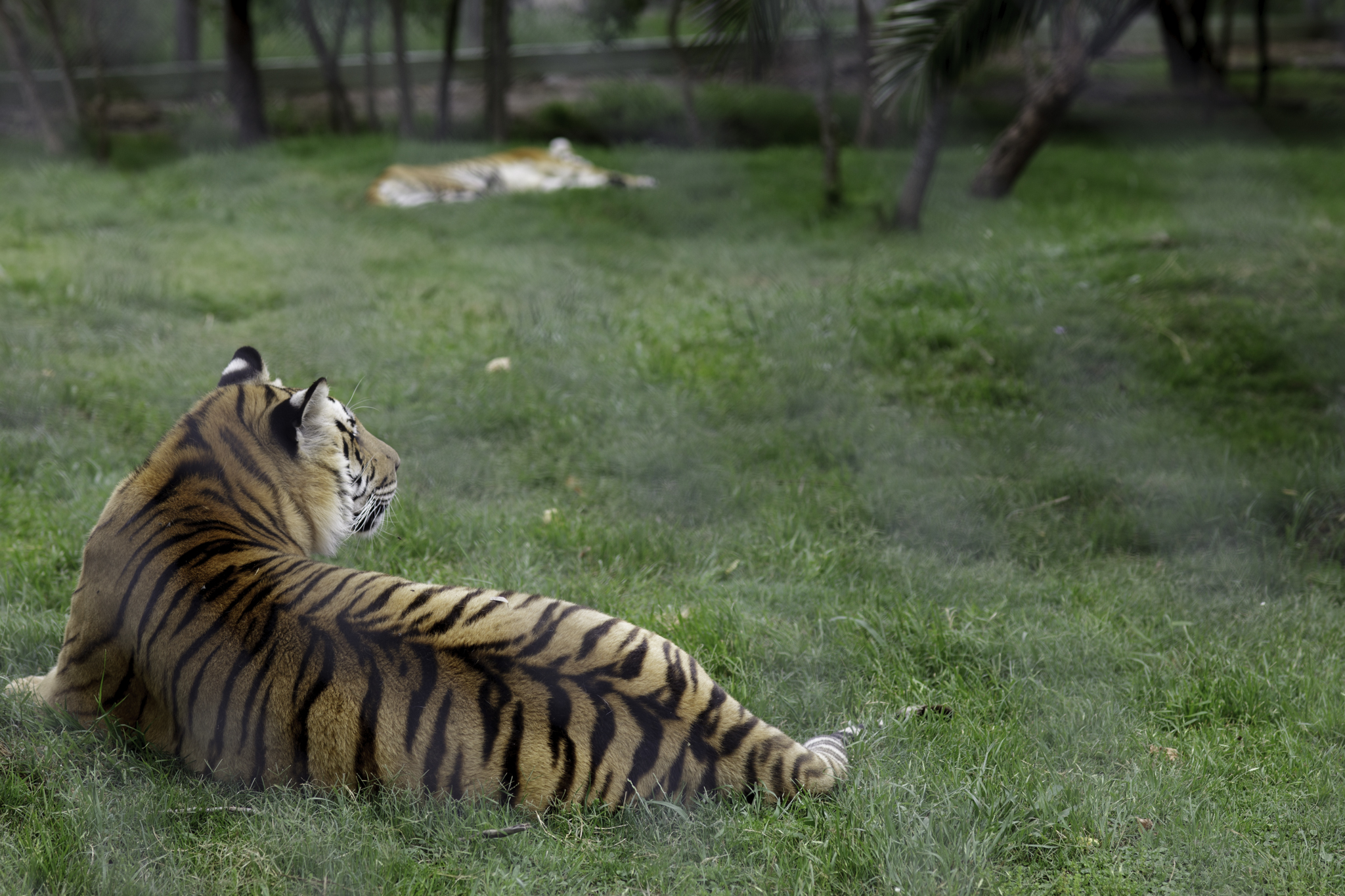 Denuncian crueldad a leones y tigres para surtir medicina