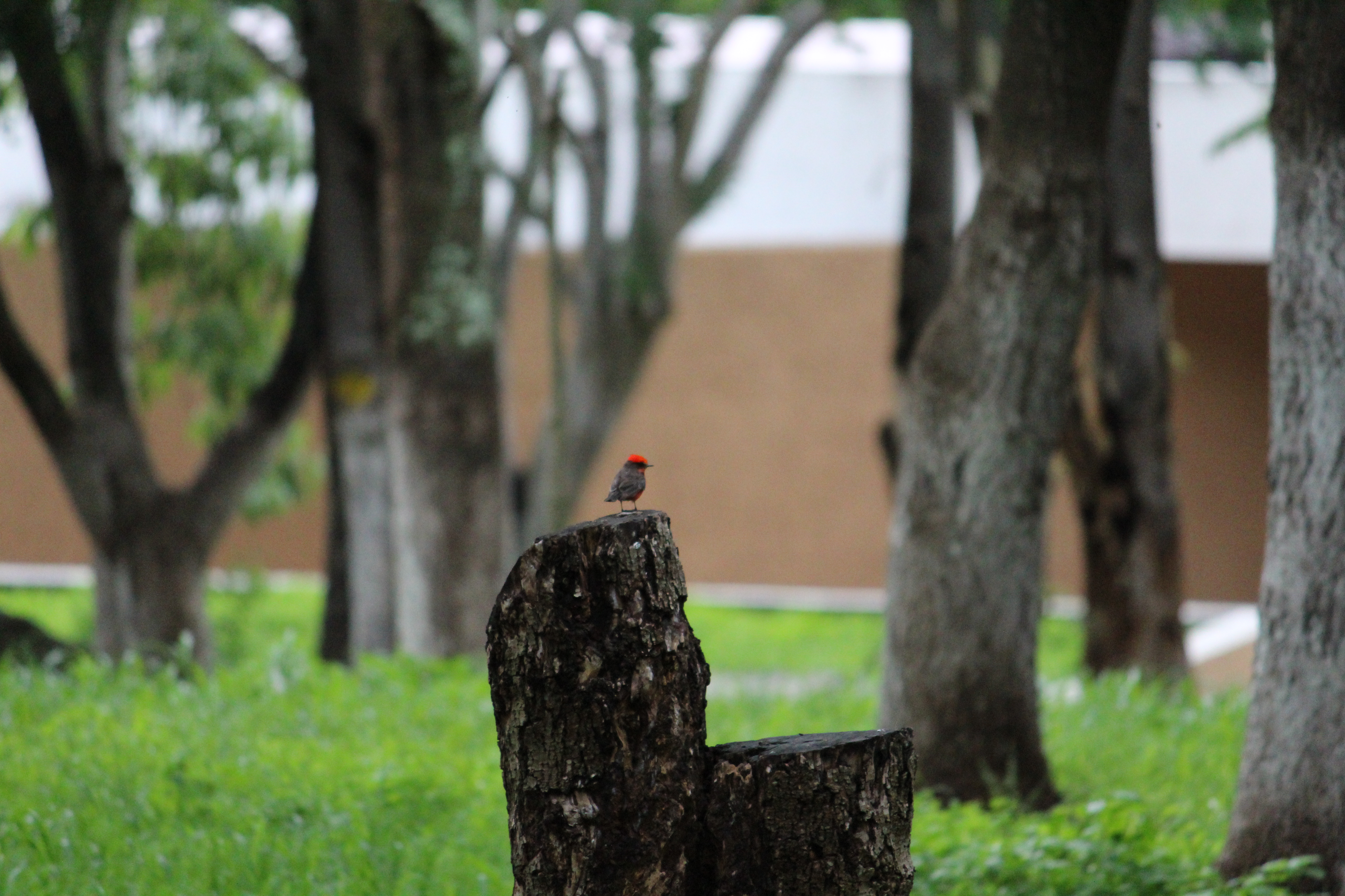 Inicia en el Día del Árbol campaña nacional de restauración forestal