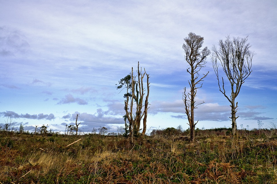 Reforestar podría reducir dos tercios del carbono del planeta, según estudio