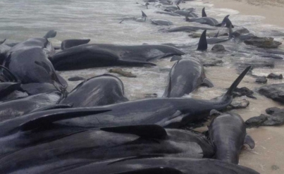 Desoladora imagen de ballenas muertas en Islandia da vuelta al mundo