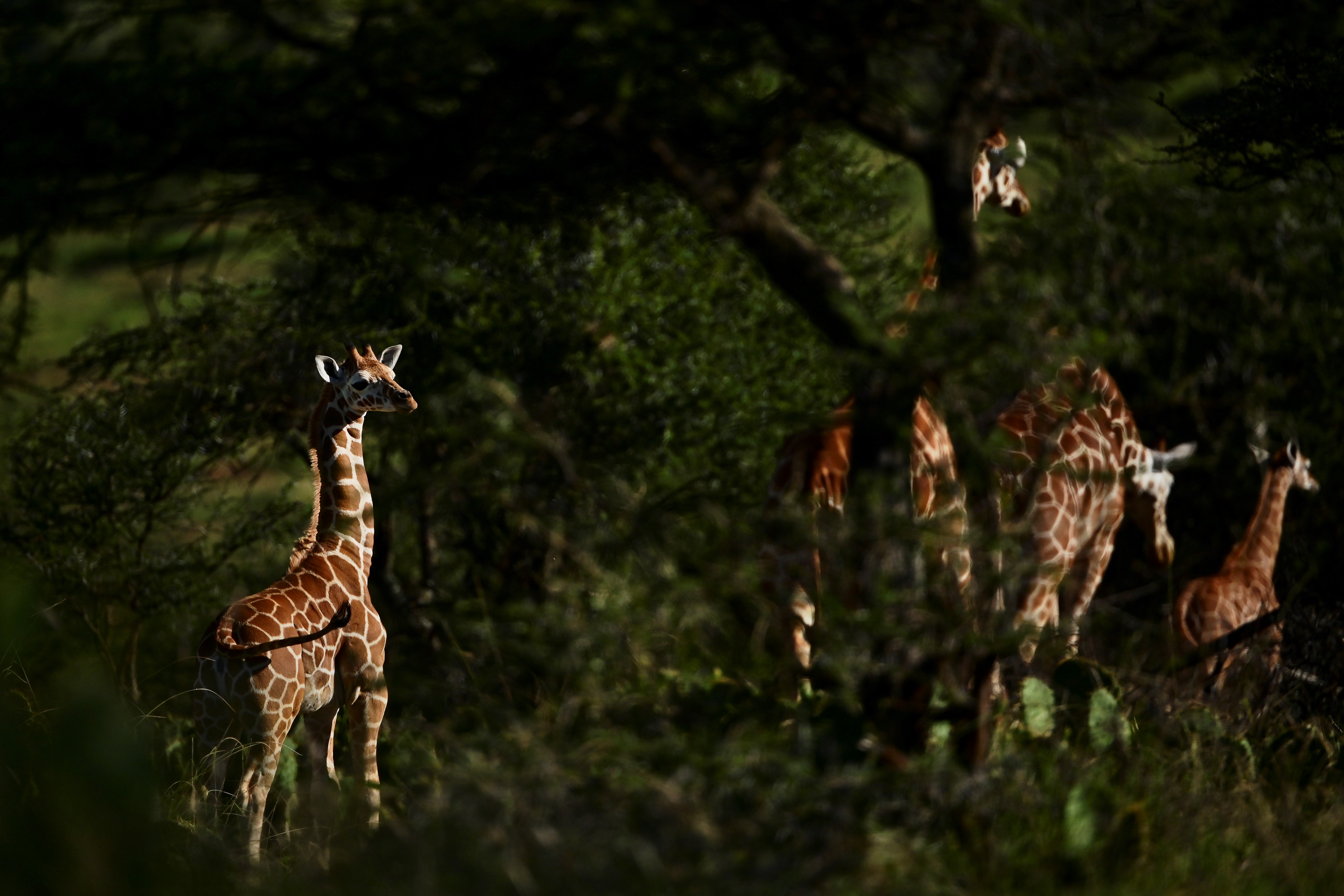 La jirafa y la amenaza de «extinción silenciosa» en África