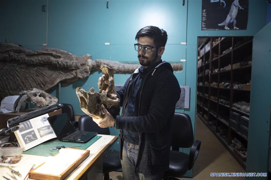 Museo de Argentina recrea hábitat de mítico tigre dientes de sable