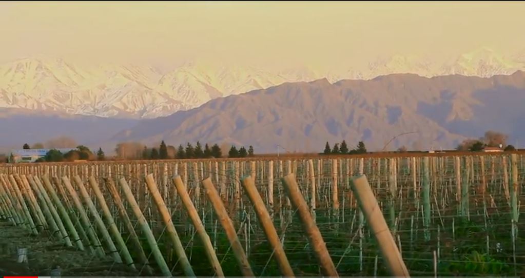 El vino de Mendoza amenazado por el cambio climático