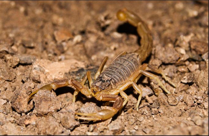 Granja de escorpiones busca innovar en investigaciones científicas