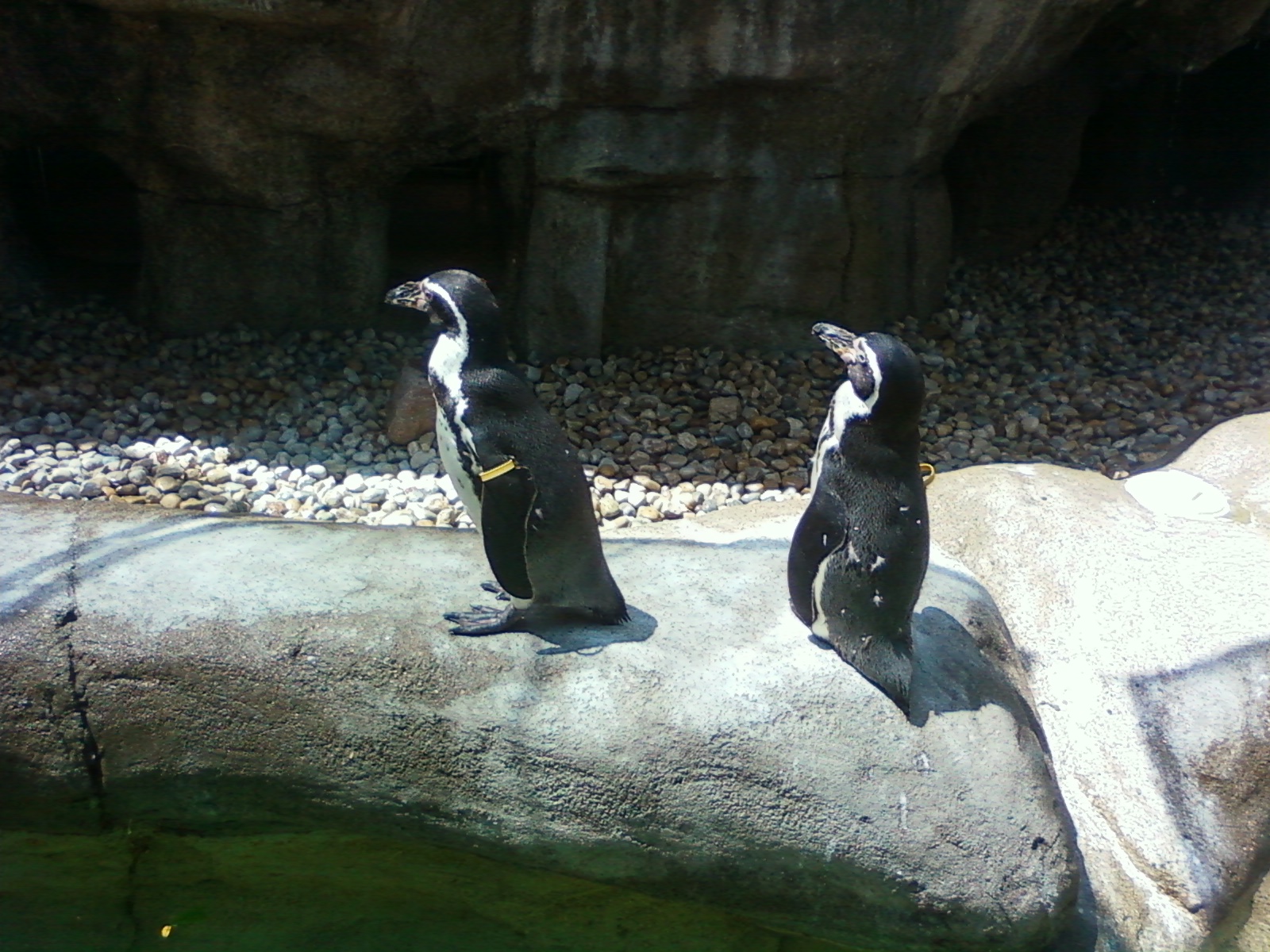 Una pareja de pingüinos gays, padres «ejemplares» en el zoológico de San Francisco