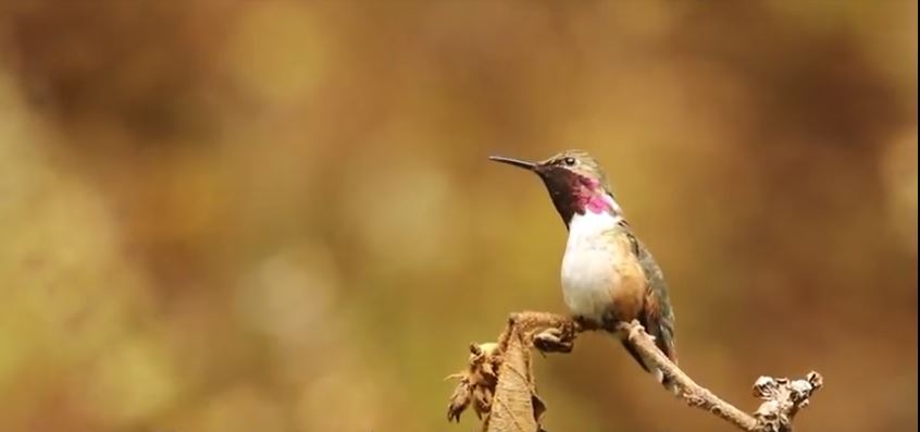 Ornicultura, la preservación de las aves