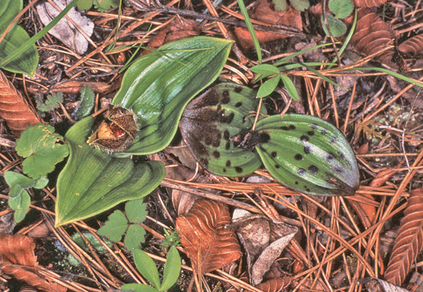 Encuentran rara especie de orquídea en el suroeste de China