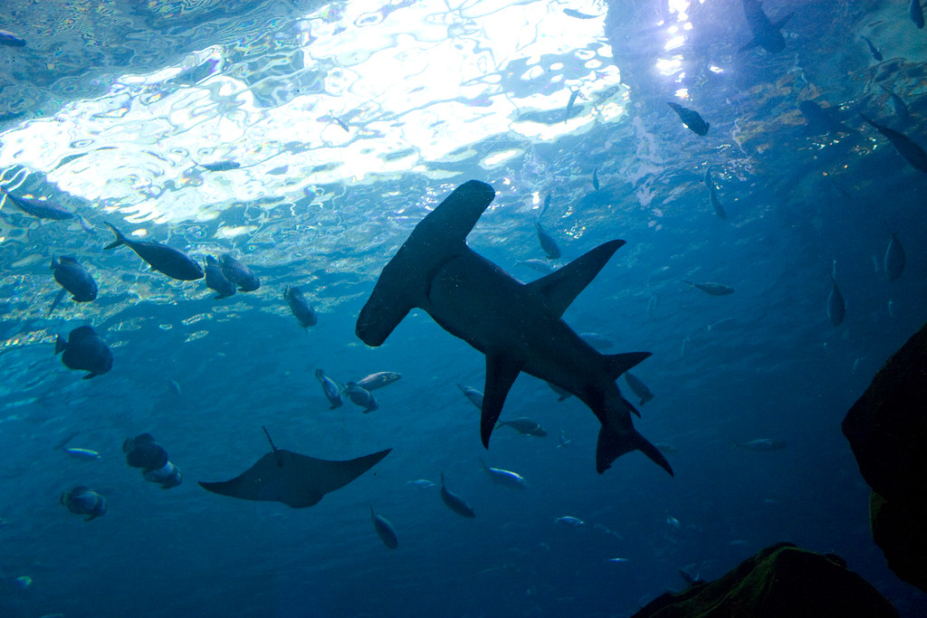 Pescadores amenazan a tiburones hembra preñadas en Panamá