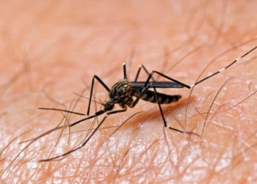 Azota el dengue a Bangladesh con más de 13 mil casos