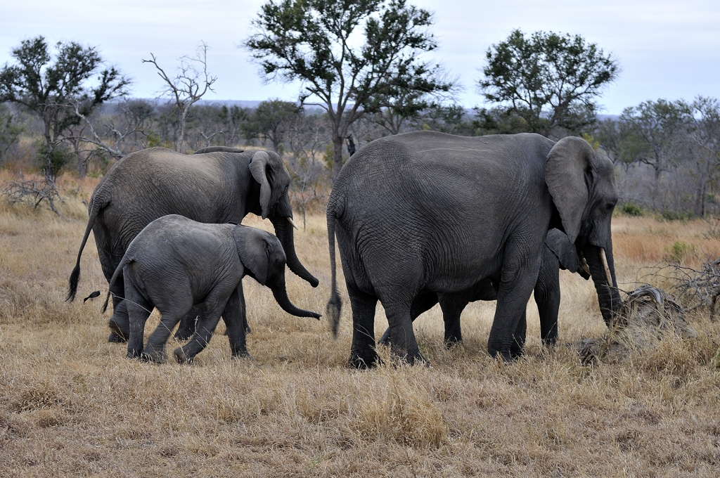 Lanzan campaña para conservar vida silvestre en Kenia