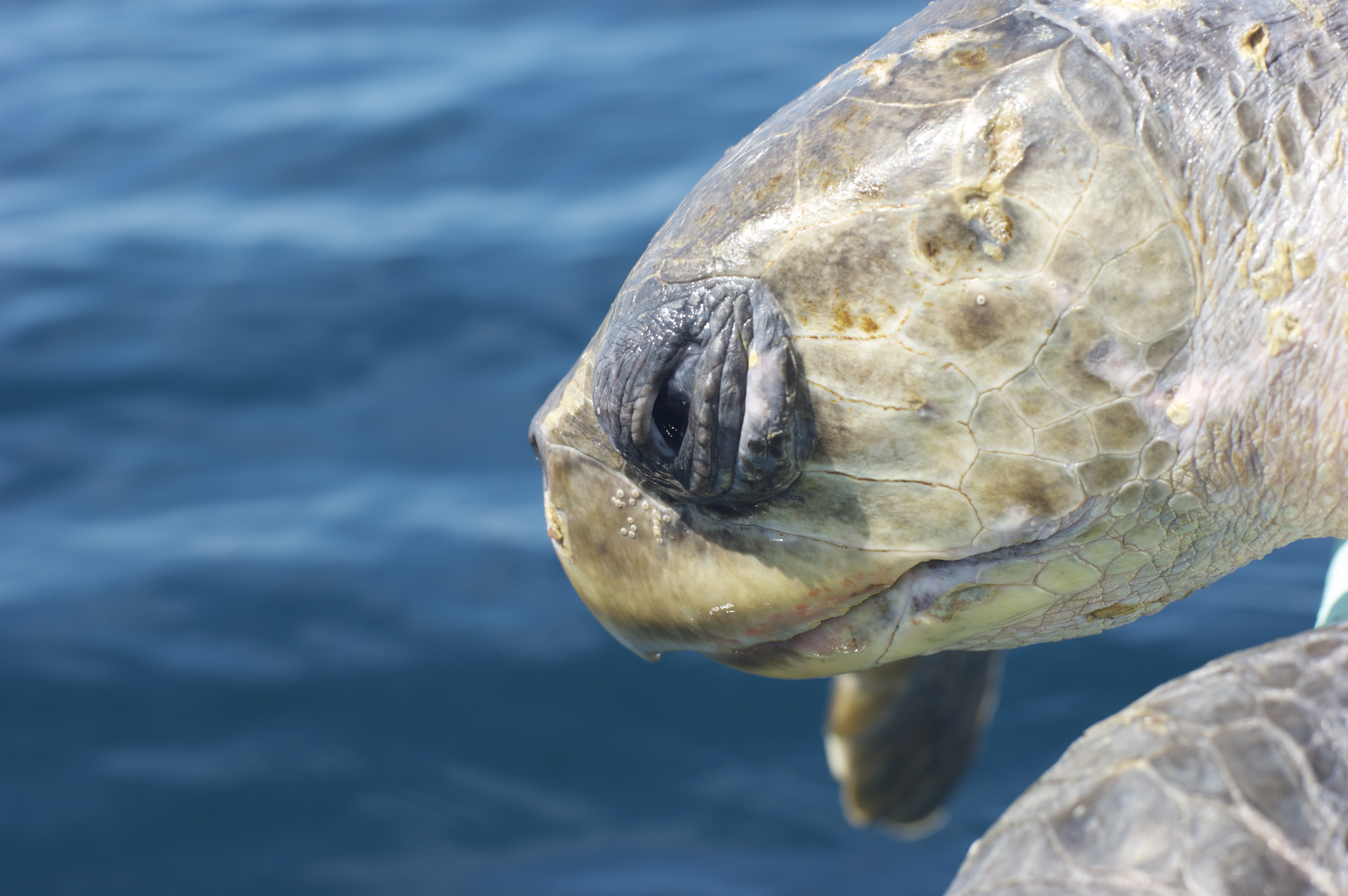 Autoridades callan ante muerte masiva de tortugas en Quintana Roo