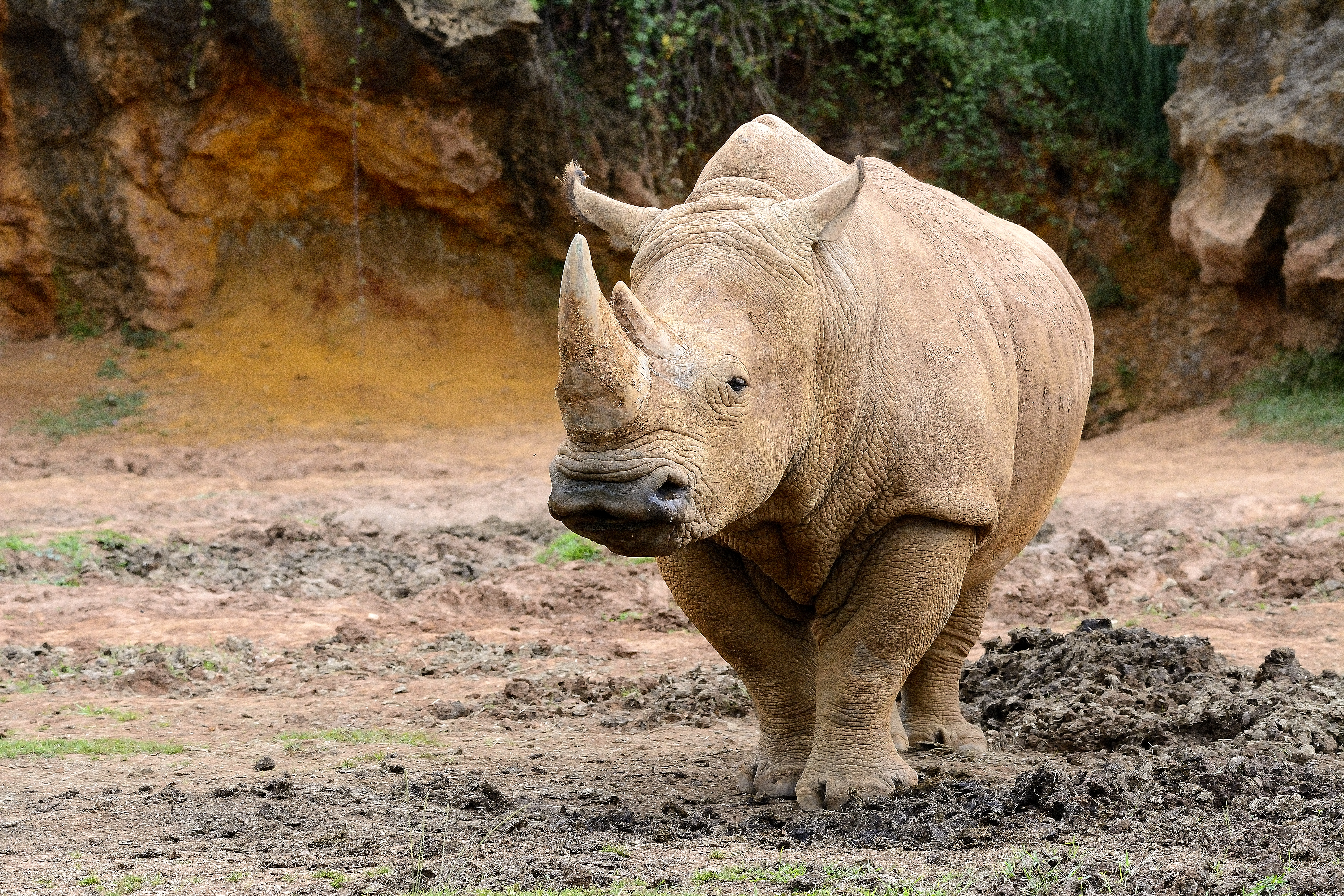 Científicos extraen óvulos de rinoceronte blanco para salvar especie