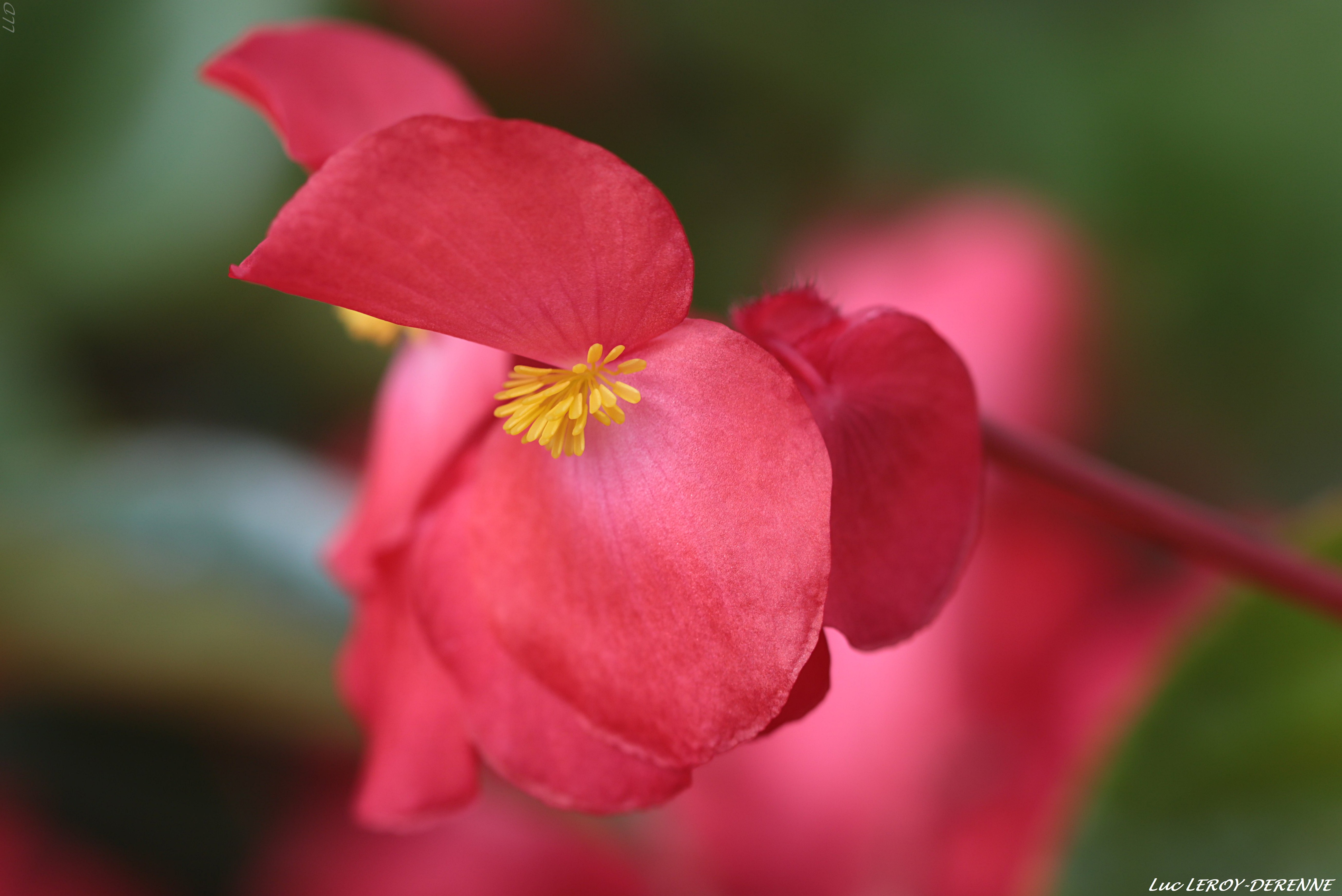 Investigadores chinos descubren nueva especie de Begonia