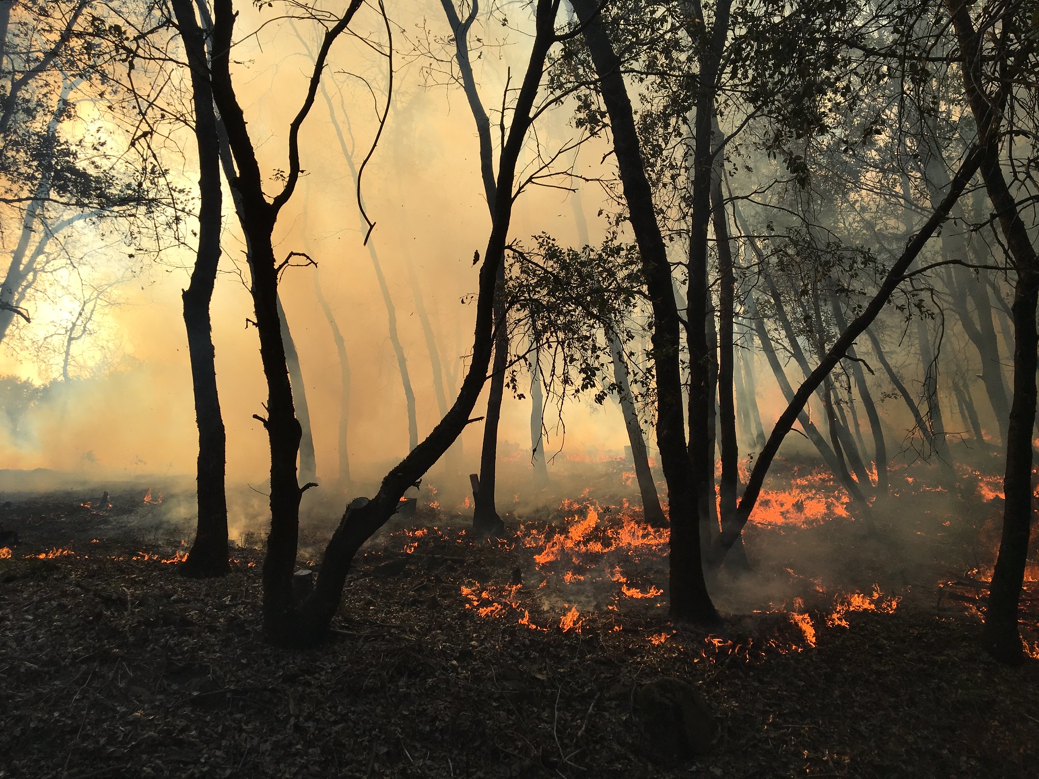 Ambientalistas alertan por daños a especies de fauna por fuego en Bolivia