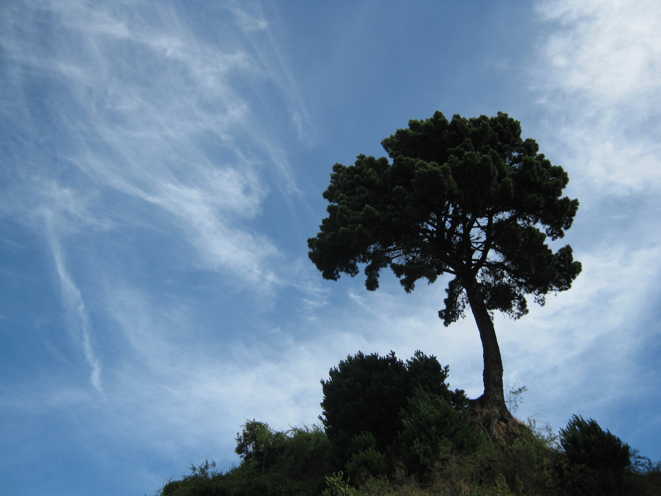 Descubren Que Los árboles Aprenden A Adaptarse Al Cambio Climático 4393