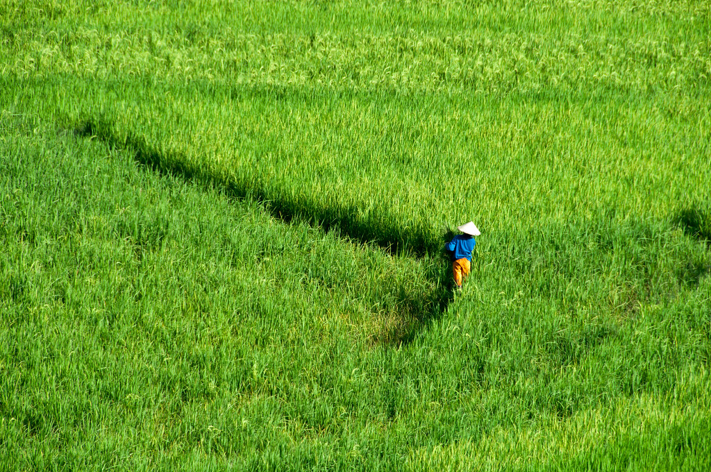 Estudio identifica gen responsable de maduración y producción de arroz