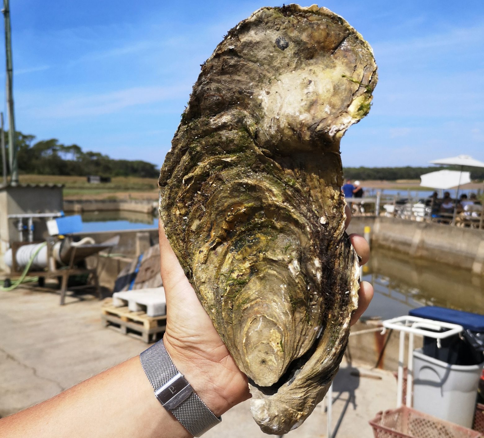 una-ostra-gigante-de-1-4-kilos-encontrada-en-la-costa-atl-ntica-de-francia