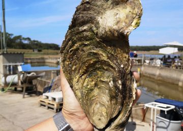 Una ostra gigante de 1,4 kilos encontrada en la costa atlántica de Francia