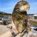 Una ostra gigante de 1,4 kilos encontrada en la costa atlántica de Francia