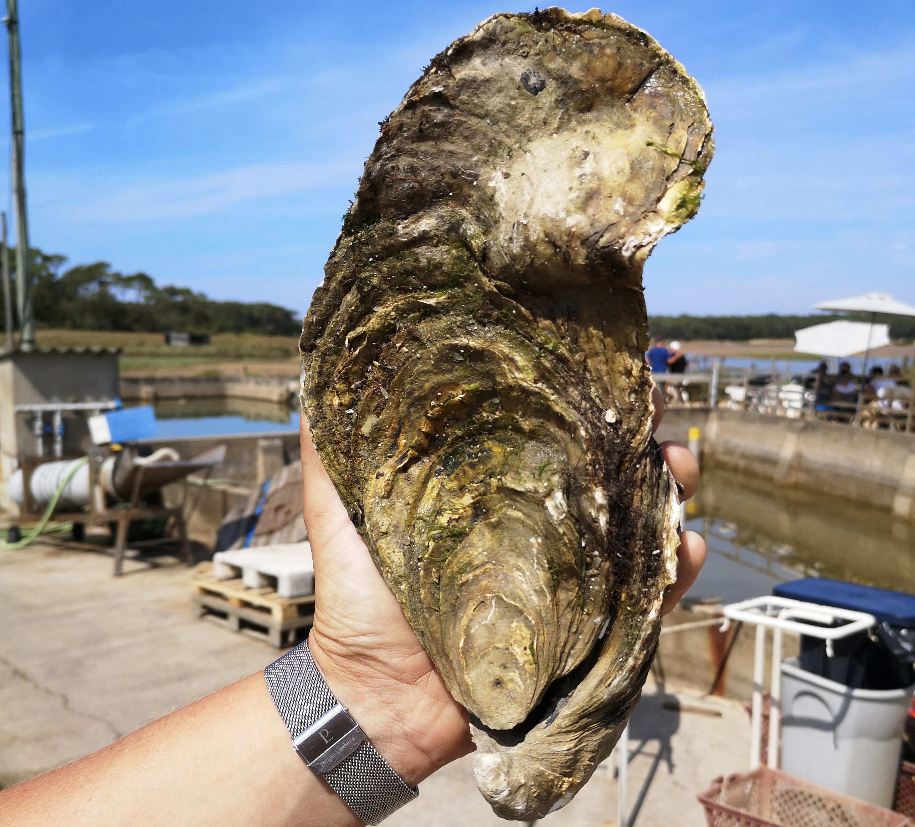 Una ostra gigante de 1,4 kilos encontrada en la costa atlántica de Francia