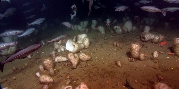 Las esponjas marinas, claves en la lucha contra la crisis climática