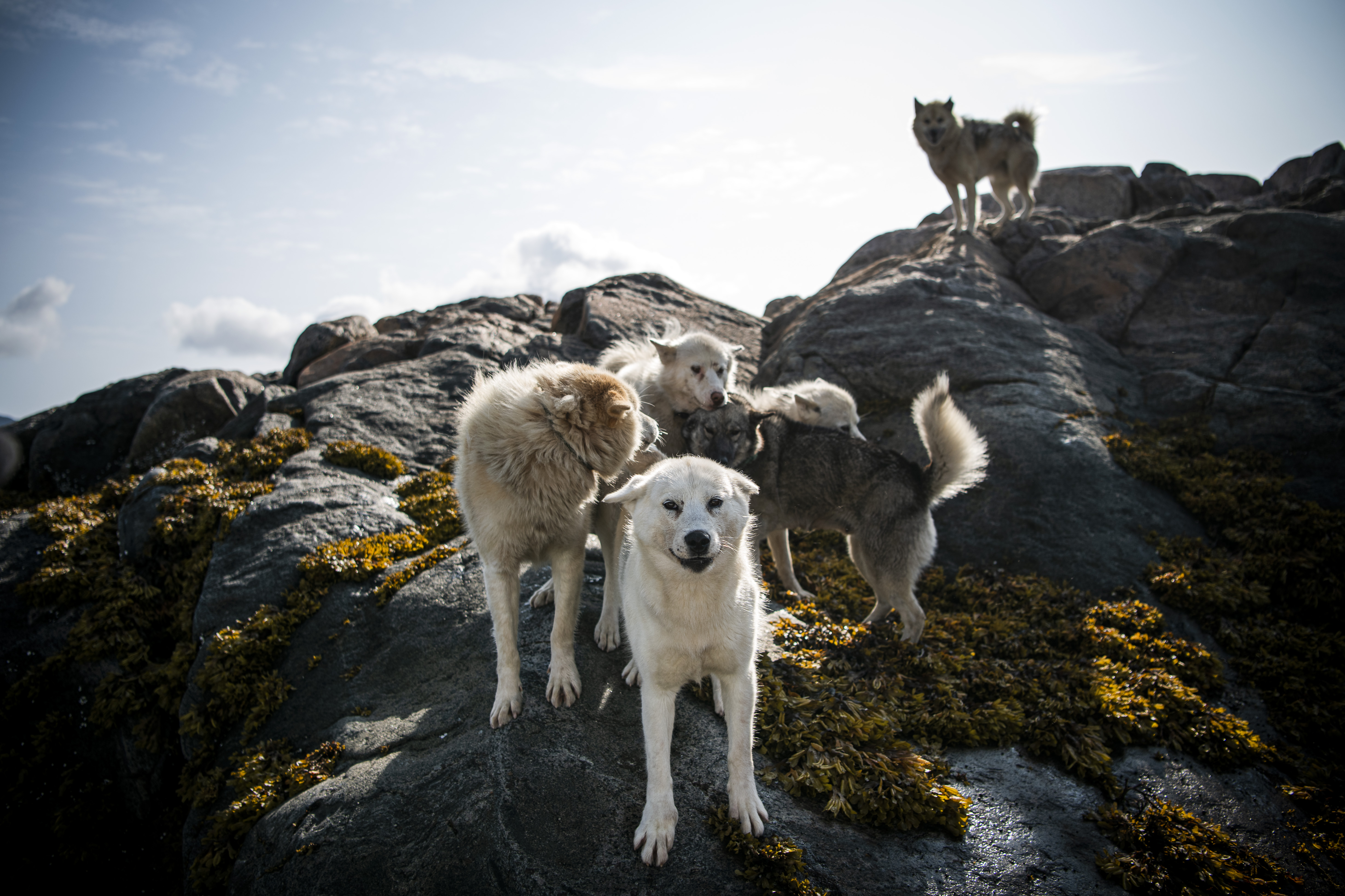 El deshielo en el Ártico amenaza los perros de trineo en Groenlandia