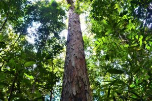 BRAZIL-AMAZON-FOREST-GIANT TREES-DINIZIA EXCELSA-DISCOVERY