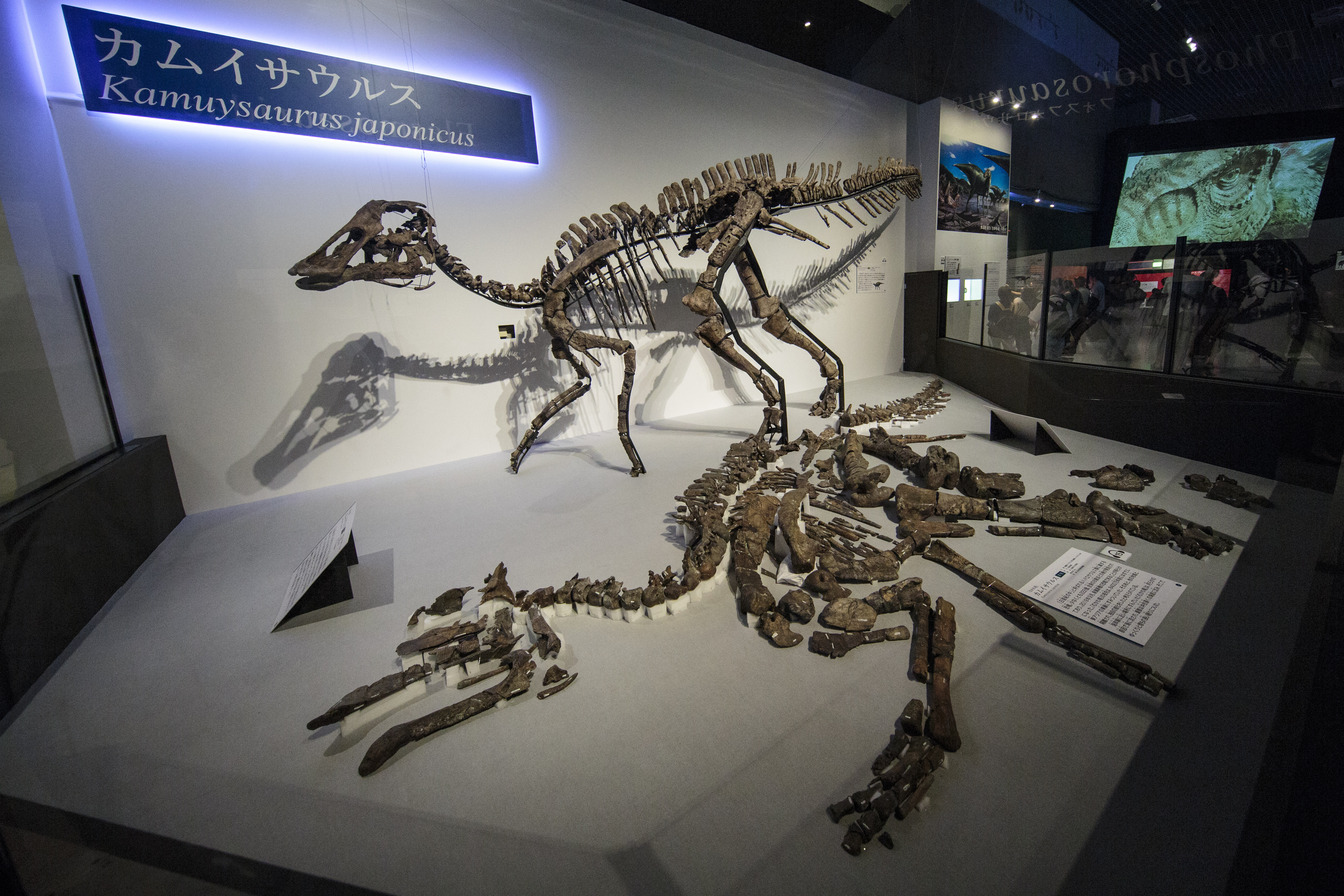 Hallada en Japón una nueva especie de dinosaurio