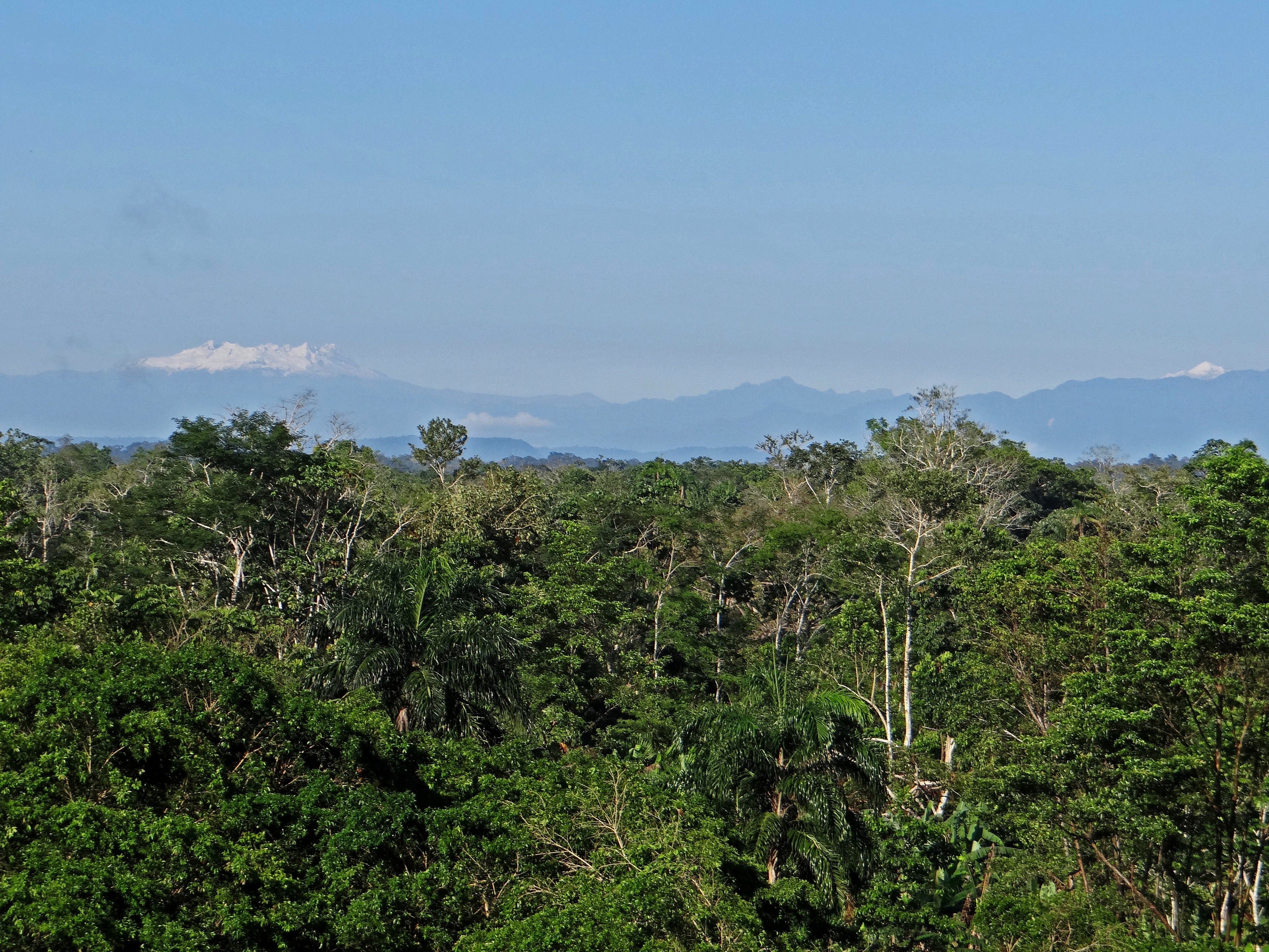 Expertos estudian trece posibles nuevas especies en la Amazonía de Ecuador