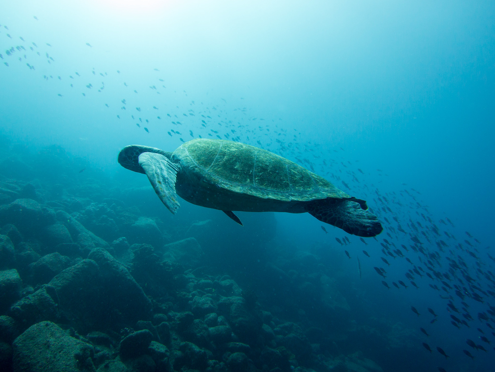 Ecuador logra reinsertar tortugas en isla Santa Fe de Galápagos