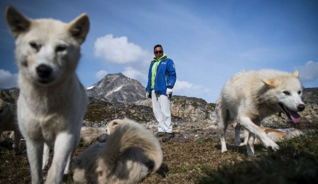 El deshielo en el Ártico amenaza los perros de trineo en Groenlandia