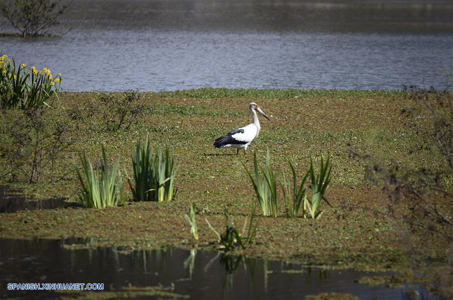 Reserva Ecológica Costanera Sur ejemplo de conservación de Argentinas