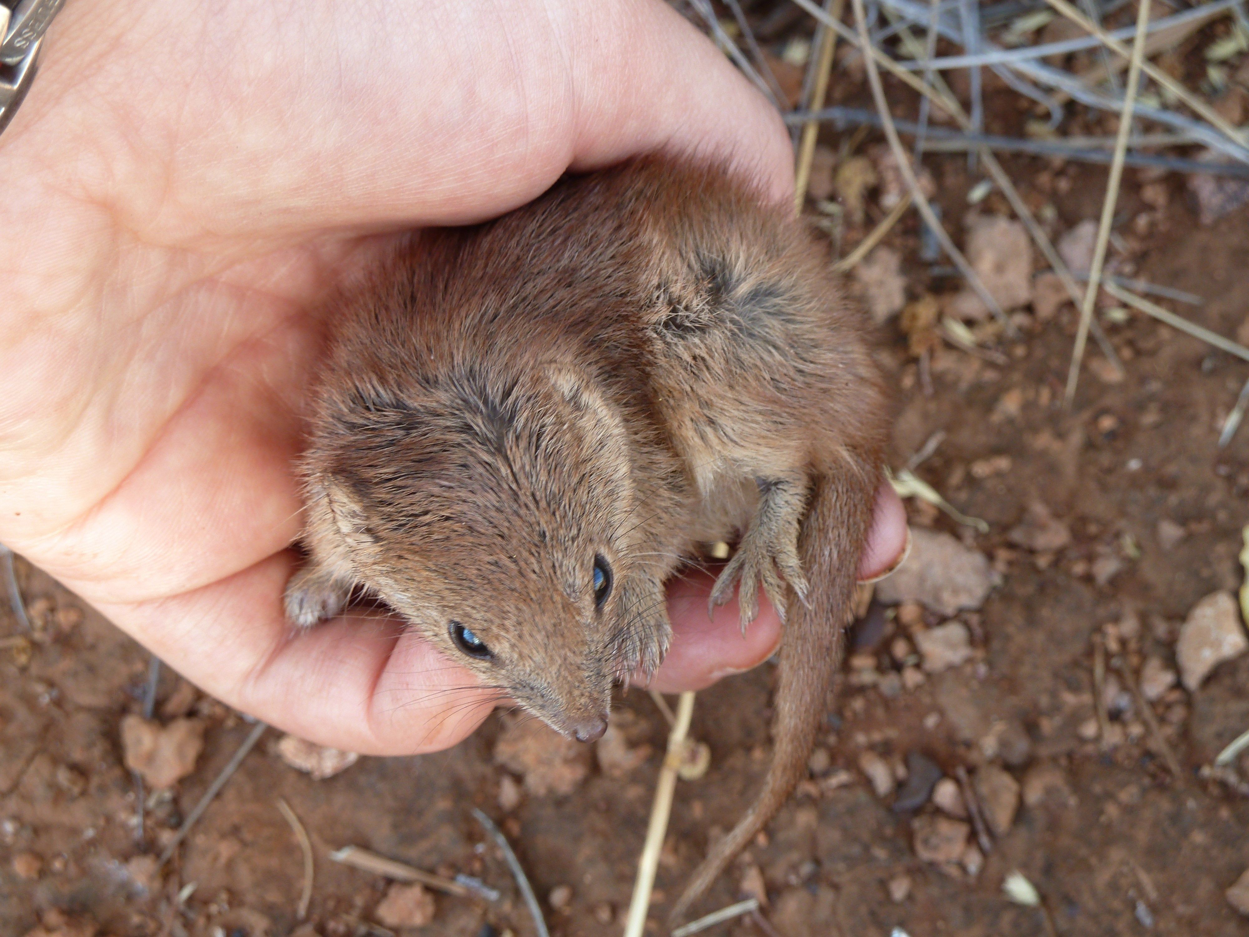 Kaluta, el marsupial australiano que muere tras aparease