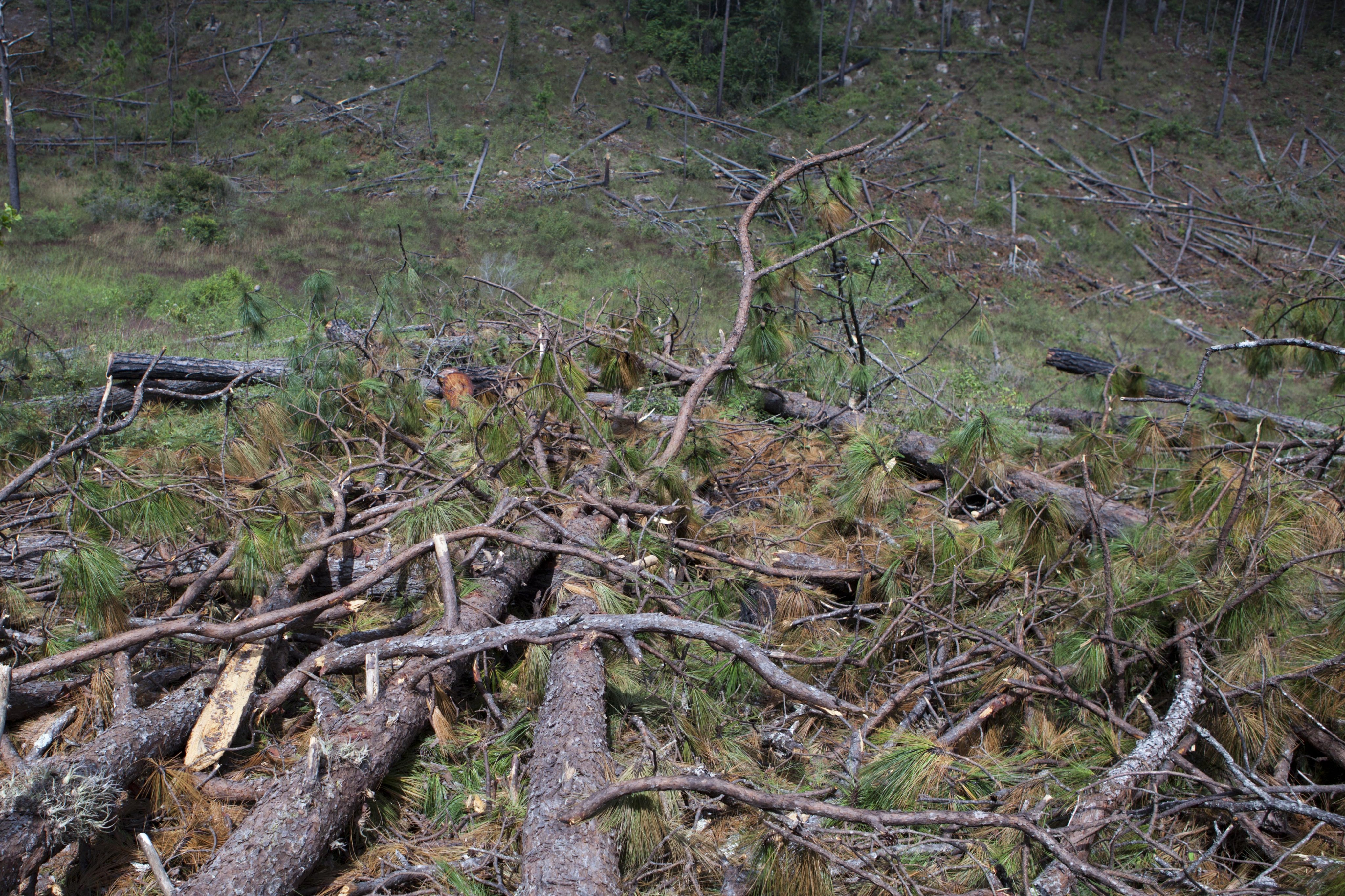 Una plaga de «gorgojo» destruye 536 hectáreas de pinares en Honduras