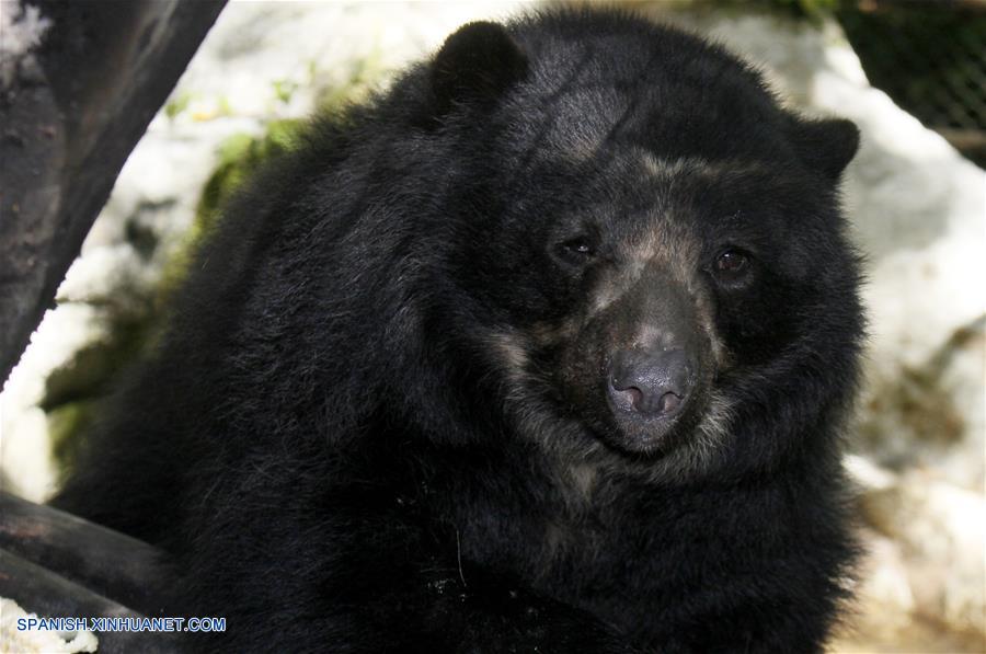 ONG busca preservar al oso endémico de los Andes