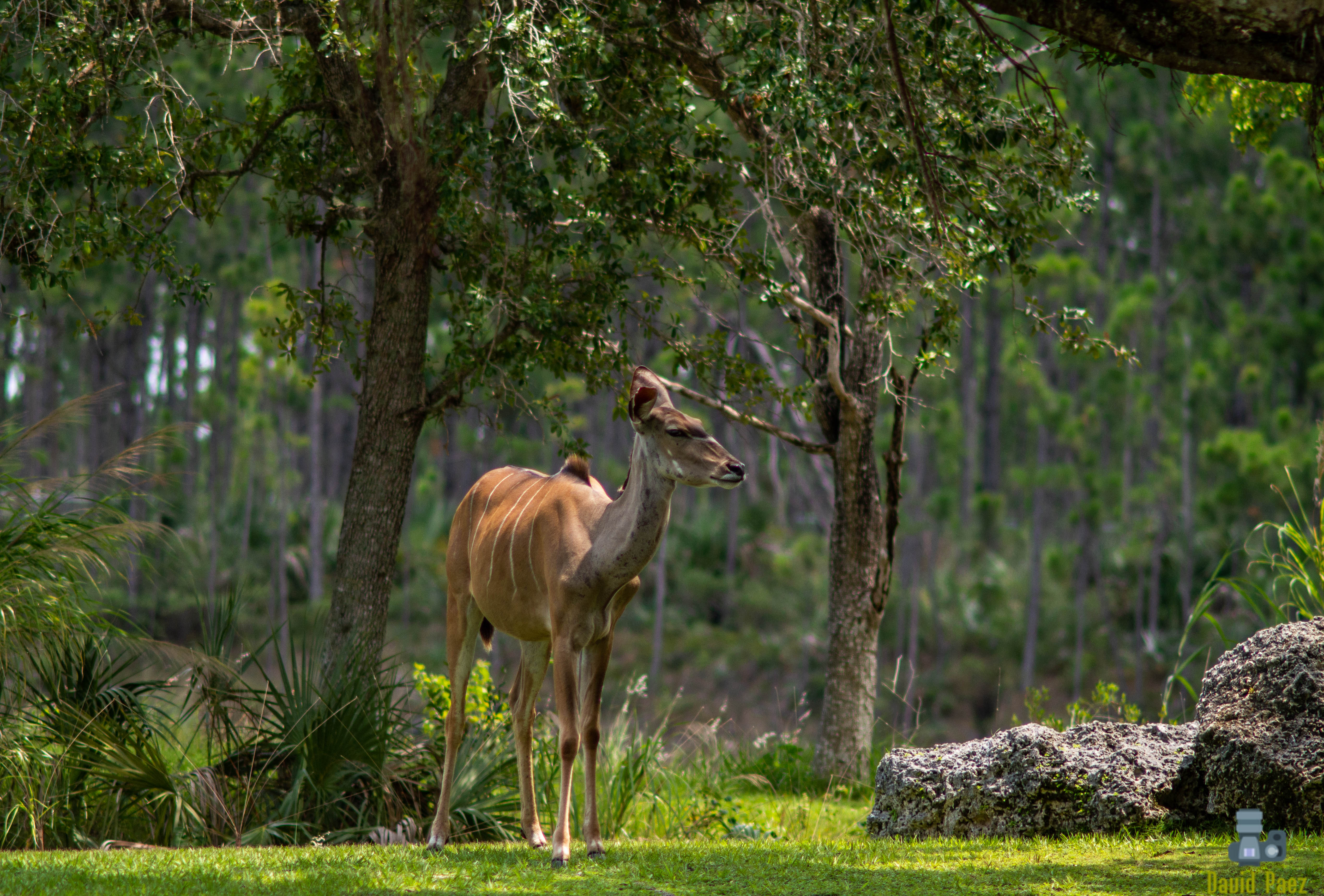  La odisea de repoblar un parque nacional casi extinto 