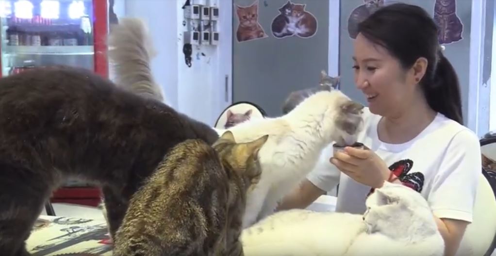 Cafetería para convivir con perros y gatos